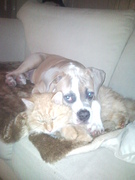 honden foto van Angelique