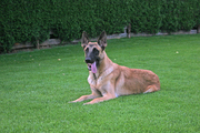 honden foto honden foto van sjacco