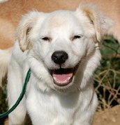 honden foto honden foto van Jolanda