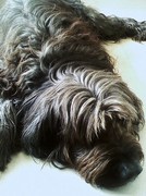 honden foto van tsjoltsje