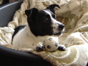 honden foto van Bertus