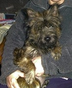 honden foto van platvis