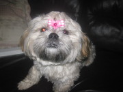 honden foto van cindy