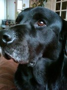 honden foto van linda