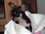 honden foto van dayenne