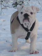 honden foto van marcella