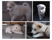 honden foto van rp ten napel