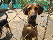 honden foto van Hond Jamih