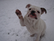 honden foto van naomi