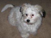 honden foto van Angelique