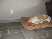 honden foto van irene