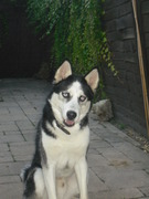 honden foto van sander