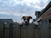 honden foto van Angelique