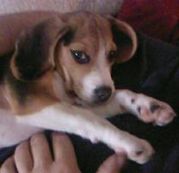 honden foto van gerlinde