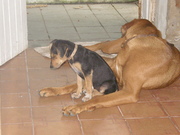 honden foto van karel