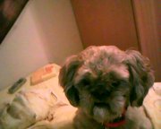 honden foto van Lucy