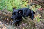 honden foto honden foto van Linda
