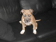 honden foto van thomas