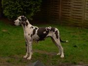 honden foto van Shaunita