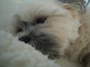 honden foto van odette