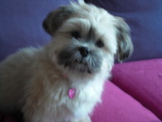 honden foto van odette