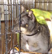 honden foto van Kimberley