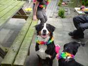 honden foto van danique