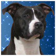 honden foto honden foto van Blue Rising Star