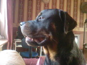 honden foto van Linda 