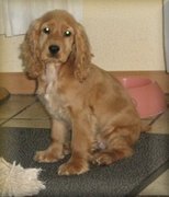 honden foto van Ivana