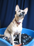 honden foto van Twirre1973