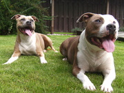 honden foto van ilja<3 Aiko&Kira