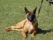 honden foto van Haudenhuyse Edouard