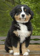 honden foto van Charlotte