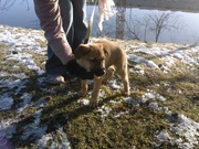 honden foto honden foto van Patricia