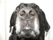 honden foto van Joyce