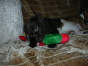 honden foto honden foto van Elly,Kira en Bruno