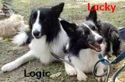 honden foto van ~Lucky´`Logic~