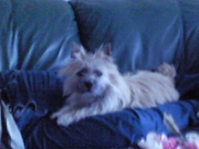 honden foto honden foto van jacqueline