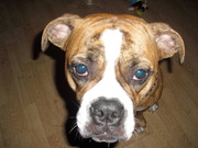 honden foto van martha