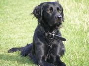 honden foto van Meneer