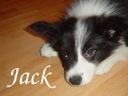 honden foto van Math. & Jack