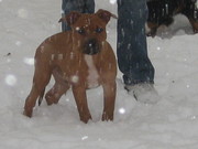 honden foto van american stafford