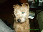 honden foto van Daisy