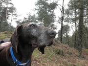 honden foto honden foto van Holyblizzz