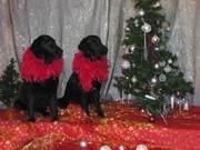 honden foto van mieke marie reudink