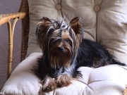 honden foto van cargo