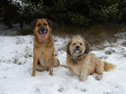 honden foto van Tiny