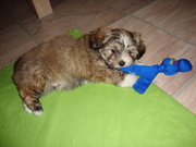 honden foto van gaby