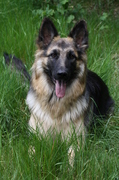 honden foto van Kim